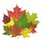 group of maple leaves