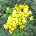 Yellow Flowers, Grief