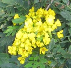Yellow Flowers, Grief