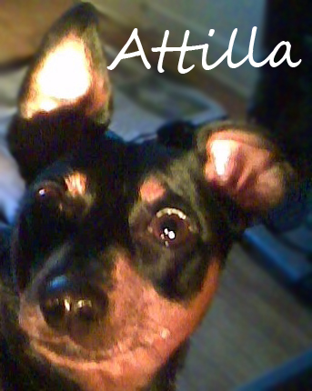 Attila Name